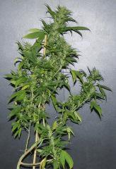 Blueberry