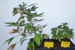 AK 47 Grp