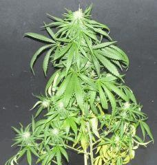 Jack Herrer