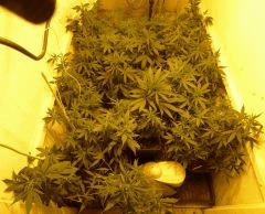 complet dessus Hps On