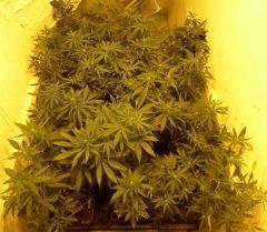 complet dessus Hps On