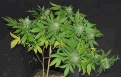 AK47 1