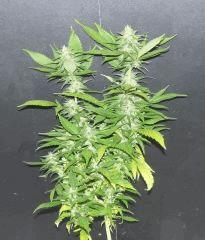 SweetCheese