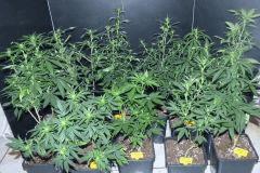 divers plants