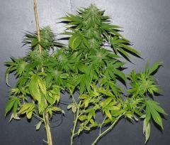 AK47 2
