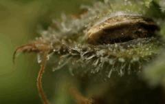 SSH en cloque de Mr Critical mass