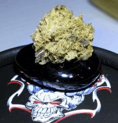 Critical Cheese