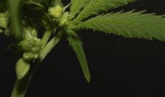 Critical Mass male (f+12)