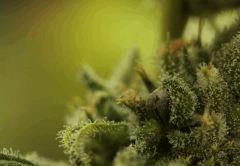 Jack Herer (phéno2) en cloque de Mr Critical mass