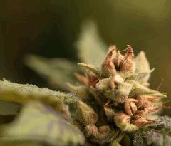 Buddha sister en cloque de Mr Critical mass ^^