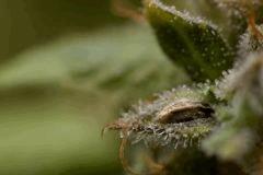 SSH en cloque de Mr Critical mass ^^