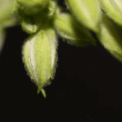 Critical Mass male (f+12)