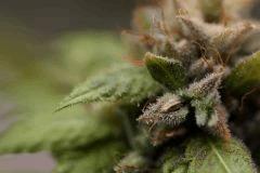 SSH en cloque de Mr Critical mass ^^