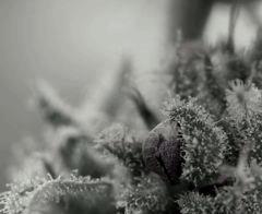 Jack Herer (phéno2) en cloque de Mr Critical mass