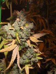 Sour diesel Riri en cloque de Mr Critical mass ^^