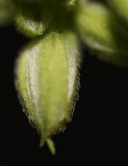Critical Mass male (f+12)