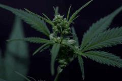 Critical Mass male (f+12)