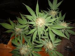 2c