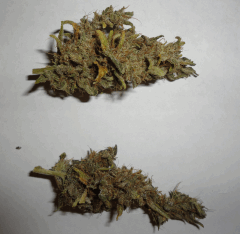 Buddah Sister x Ortega