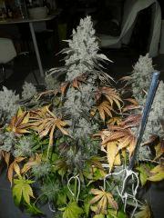 ApexPurple