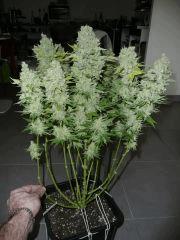HazeEpilée