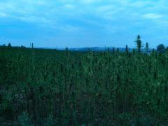 IMG 20150813 143327