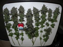 PurpleTable