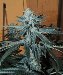 Scott's OG (Rare Dankness)