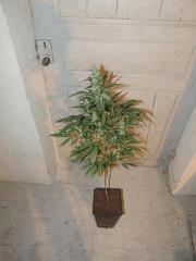 Ed Rosenthal Super Bud (Sensi Seeds)