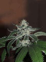 Scott's OG (Rare Dankness)