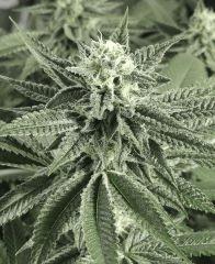 Scott's OG (Rare Dankness)