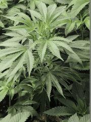 Ed Rosenthal Super Bud (Sensi Seeds)