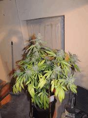 Scott's OG (Rare Dankness)