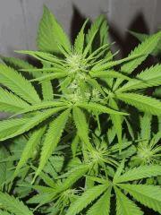 Ed Rosenthal Super Bud (Sensi Seeds)