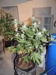 Scott's OG (Rare Dankness)
