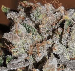 Scott's OG (Rare Dankness)