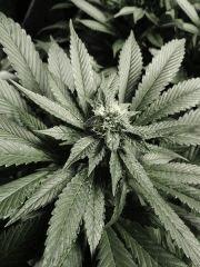 Scott's OG (Rare Dankness)