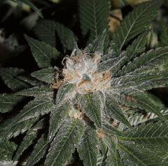 Sour Diesel (Cali Connection)