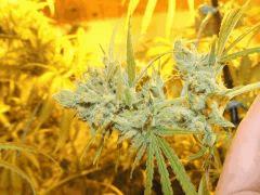 Moonhine Haze (Rare Dankness)