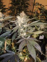 Sour Diesel (Cali Connection)