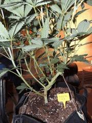 Scott's OG (Rare Dankness)