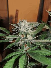 Scott's OG (Rare Dankness)