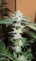 Scott's OG (Rare Dankness)