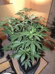 Scott's OG (Rare Dankness)