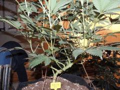 Scott's OG (Rare Dankness)