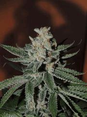 Scott's OG (Rare Dankness)