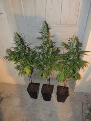 Ed Rosenthal Super Bud (Sensi Seeds)