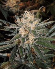 Sour Diesel (Cali Connection)