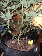 Scott's OG (Rare Dankness)