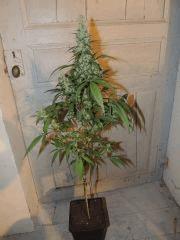Ed Rosenthal Super Bud (Sensi Seeds)